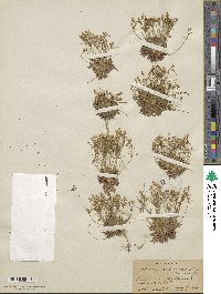 Androsace septentrionalis subsp. subumbellata image