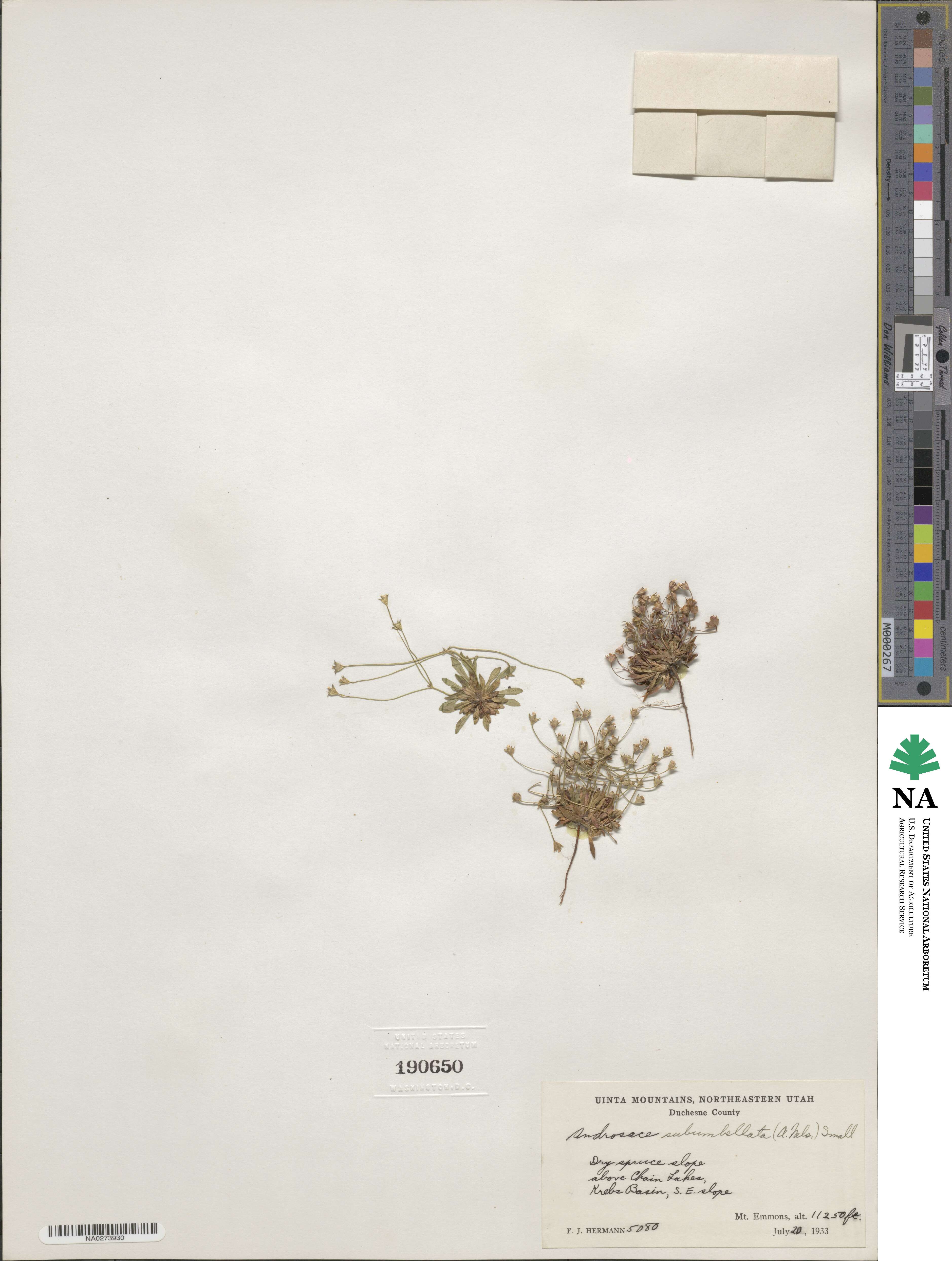 Androsace septentrionalis image