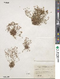 Androsace septentrionalis subsp. subumbellata image