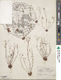 Androsace septentrionalis image