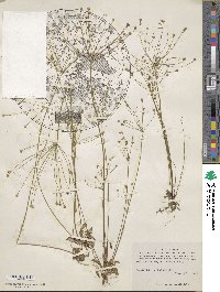 Androsace septentrionalis image