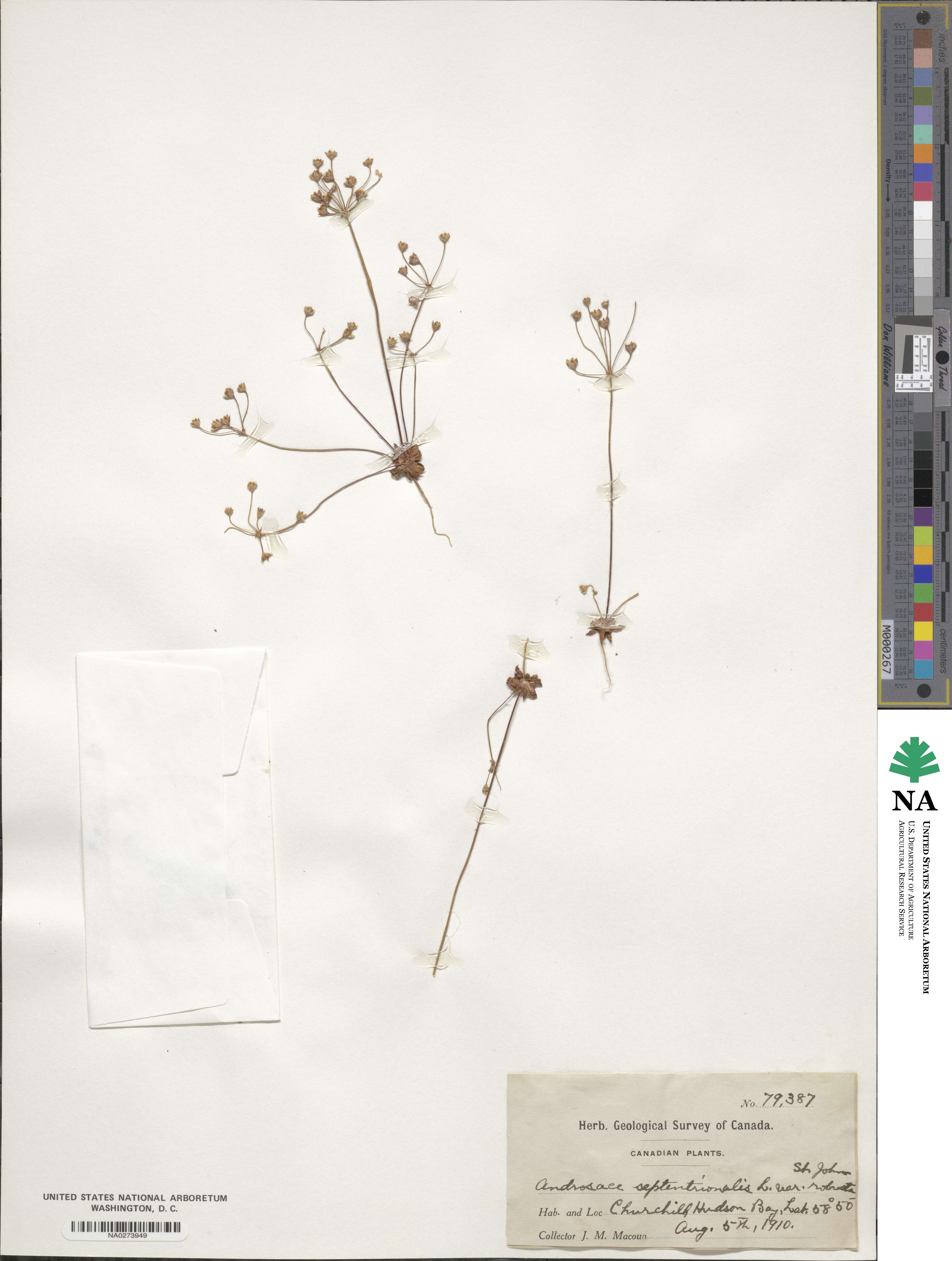 Primulaceae image