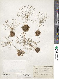 Androsace septentrionalis image