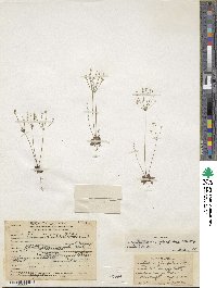 Androsace septentrionalis subsp. glandulosa image