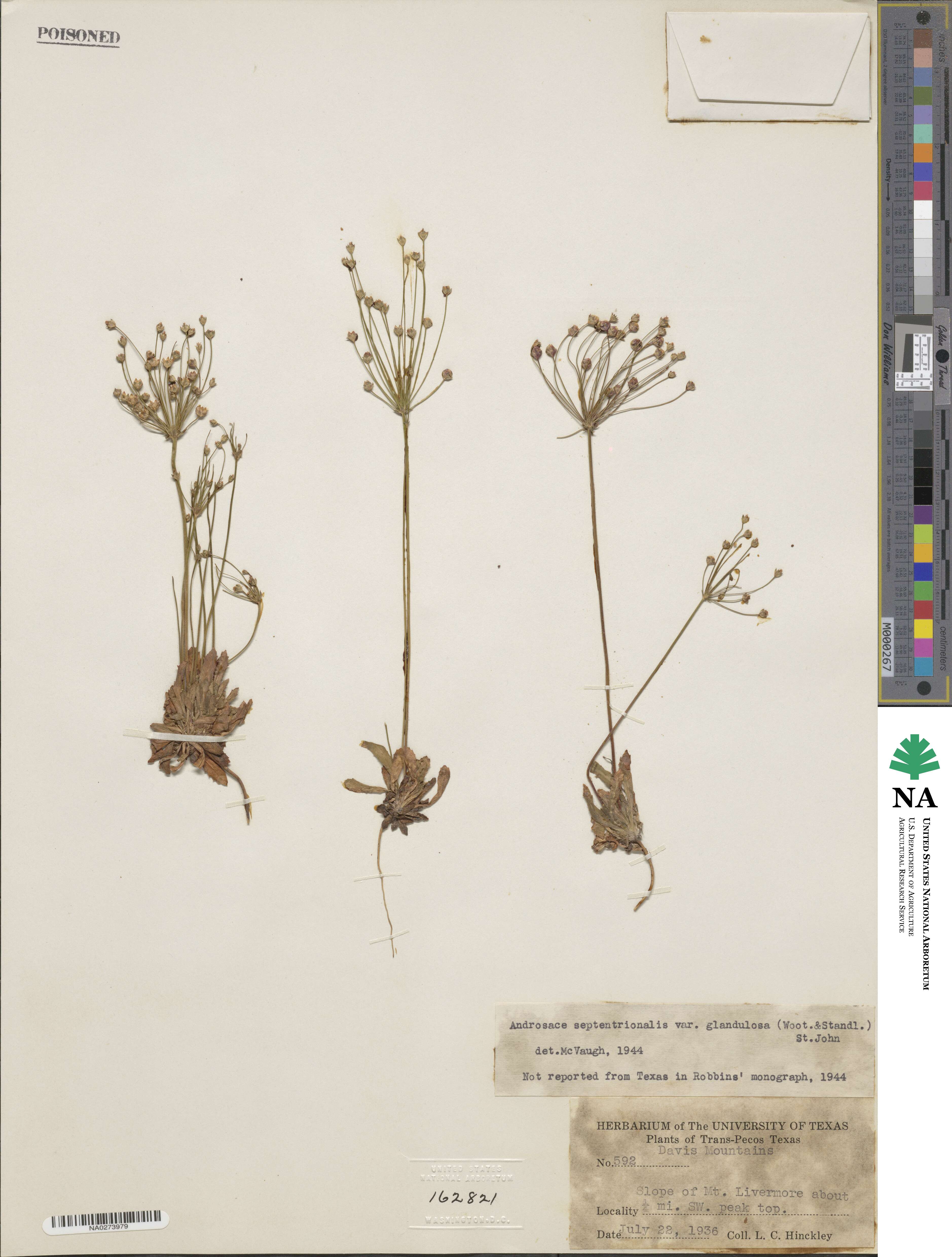 Androsace septentrionalis subsp. glandulosa image