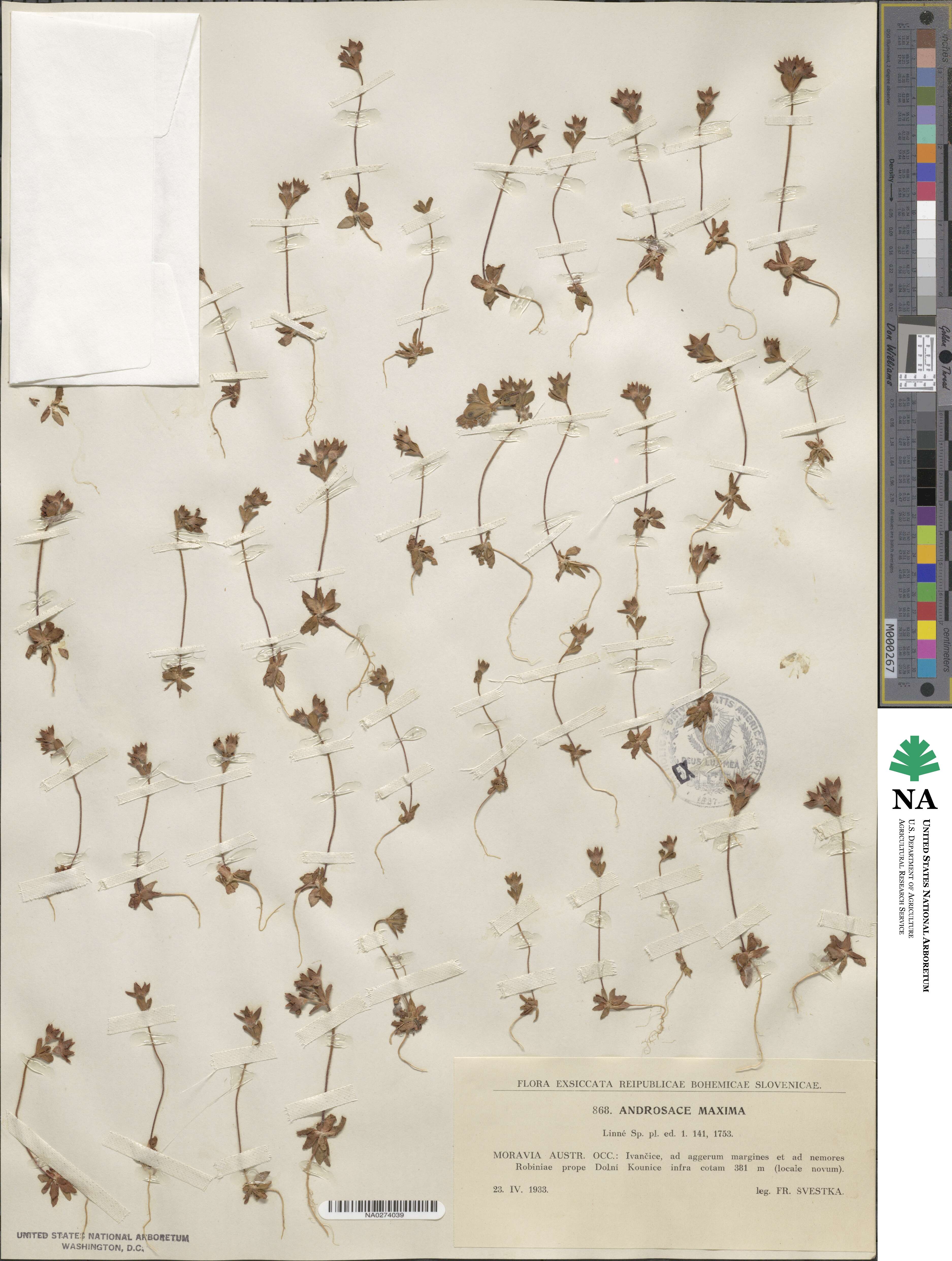 Androsace maxima image