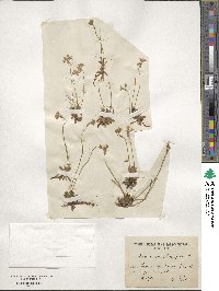 Androsace obtusifolia image