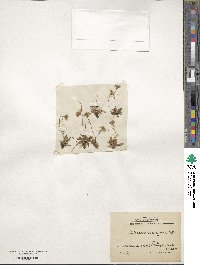 Androsace obtusifolia image