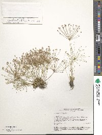 Androsace filiformis image