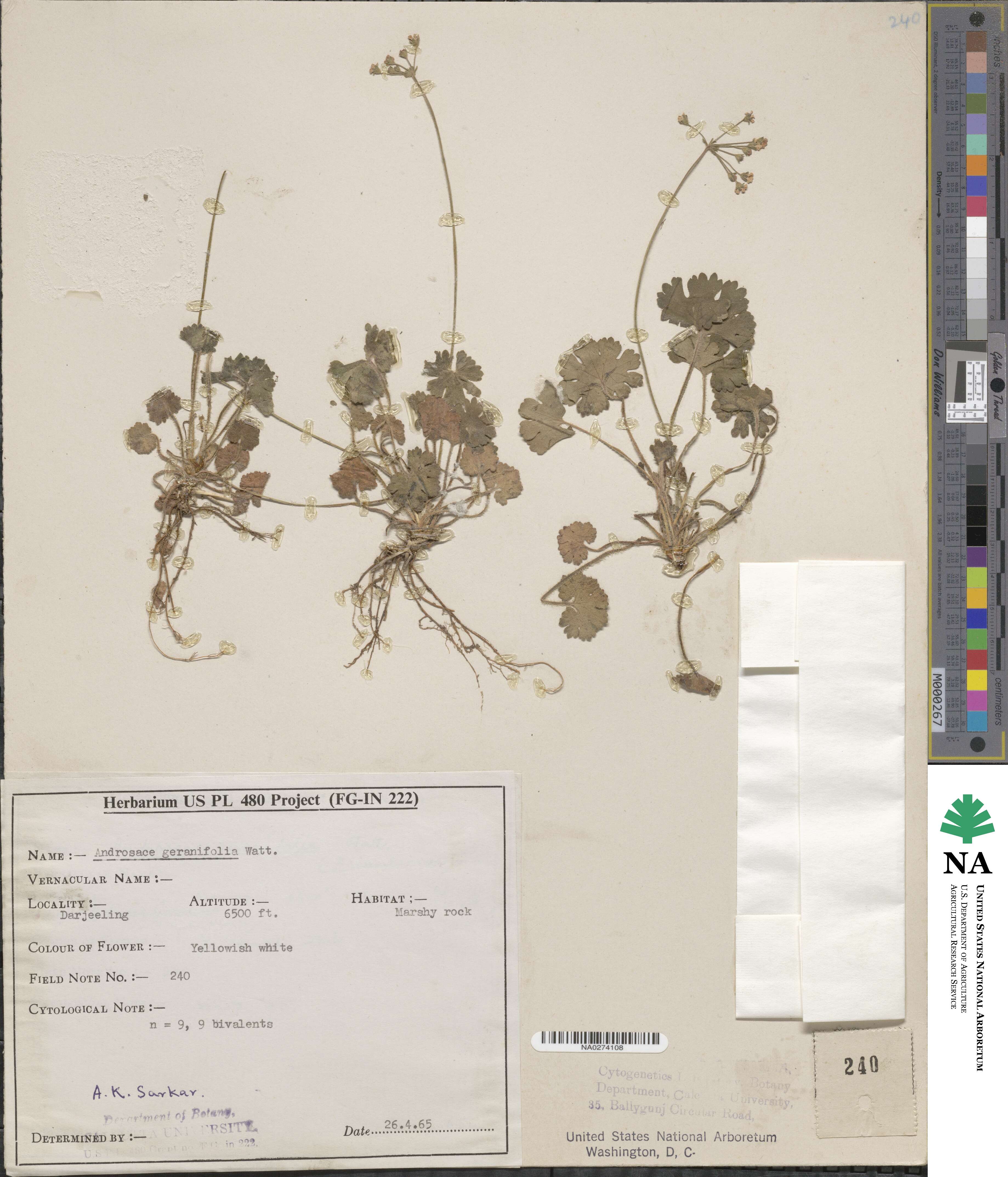 Androsace geranifolia image