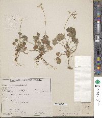 Image of Androsace geranifolia