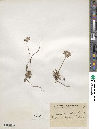 Androsace primuloides image