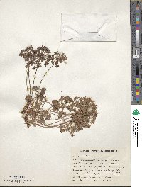 Androsace rotundifolia image