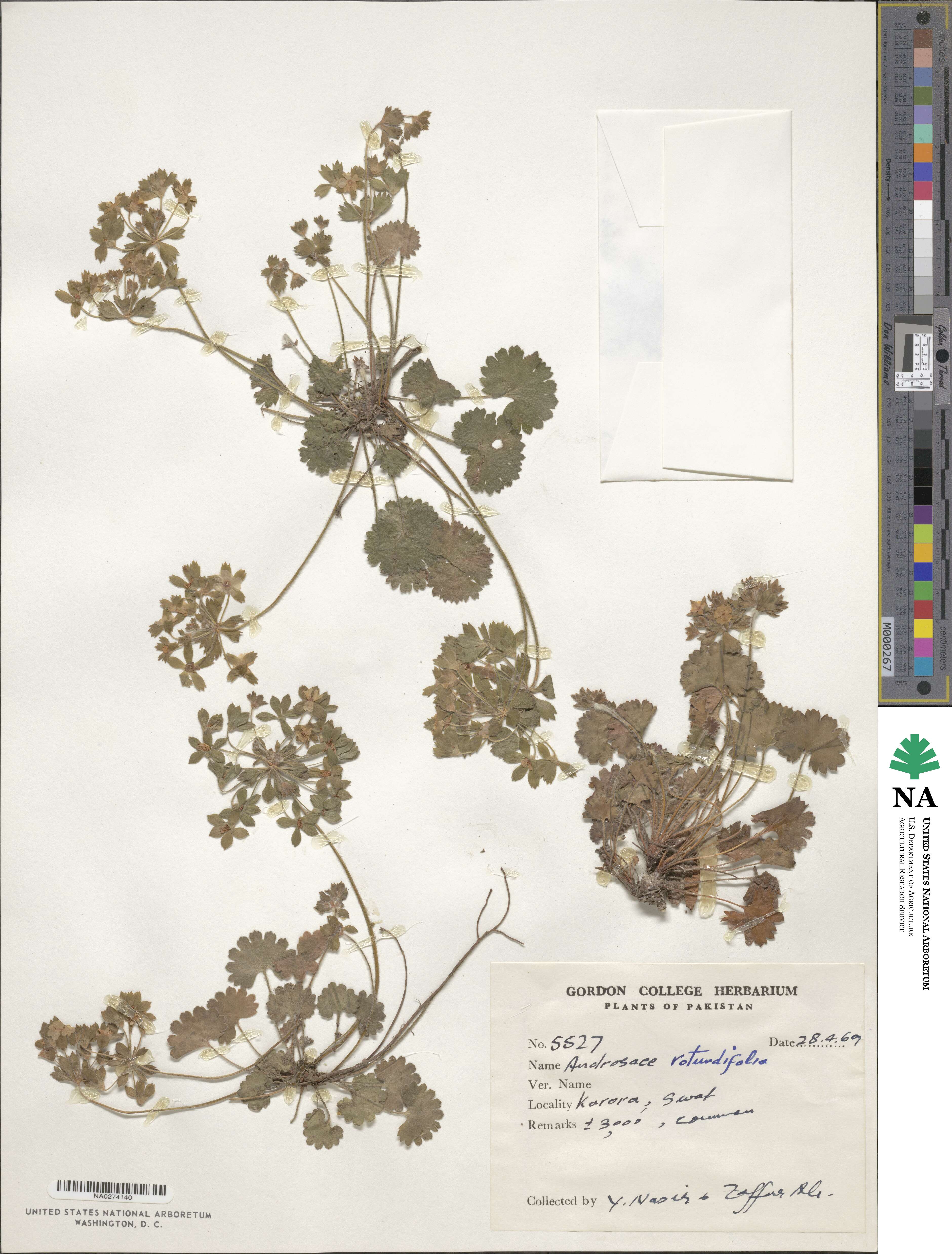 Androsace rotundifolia image