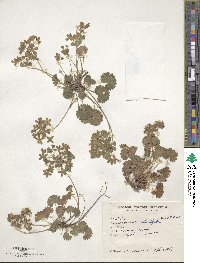 Androsace rotundifolia image