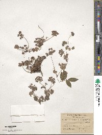 Androsace rotundifolia image