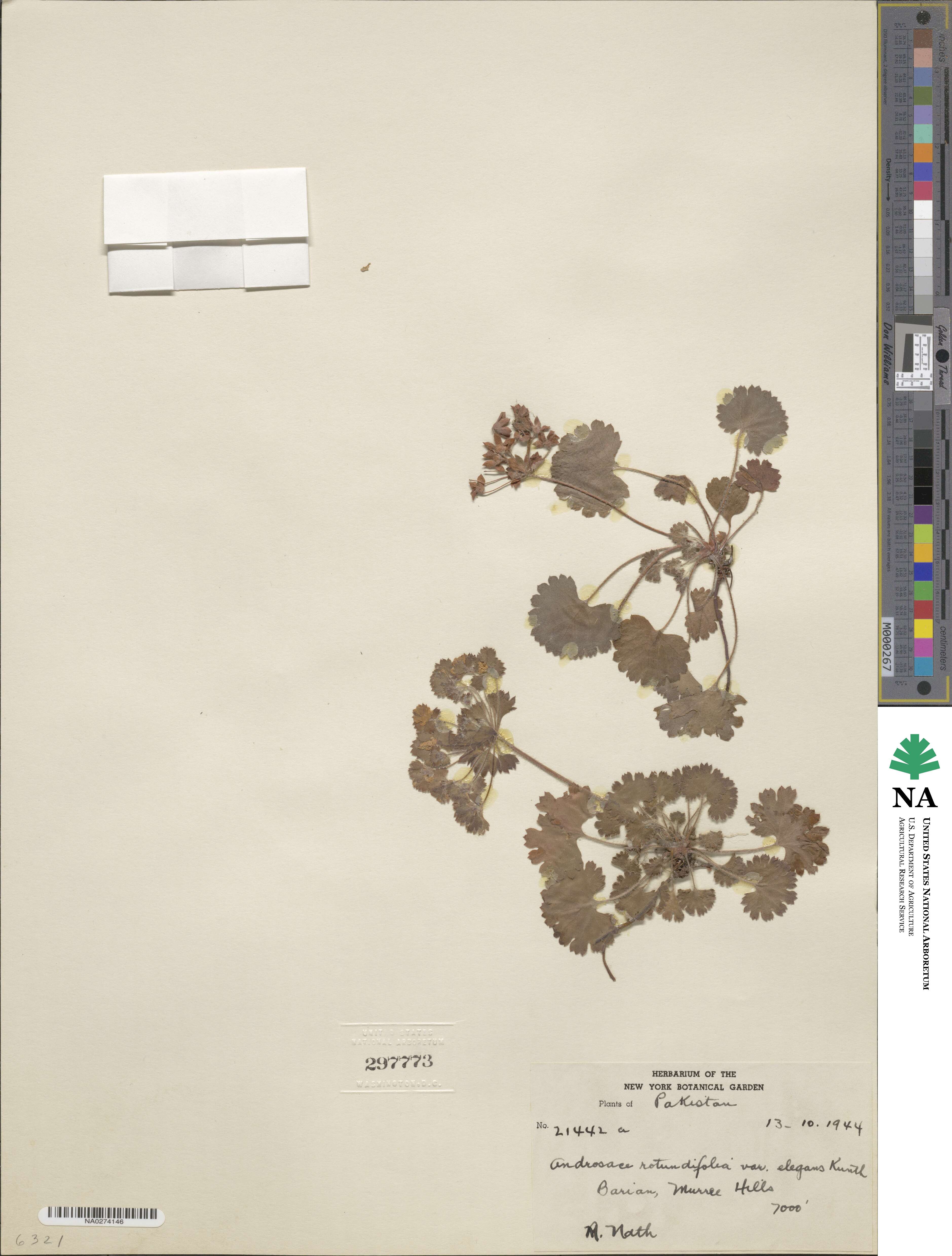 Androsace rotundifolia image