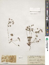 Androsace rotundifolia image