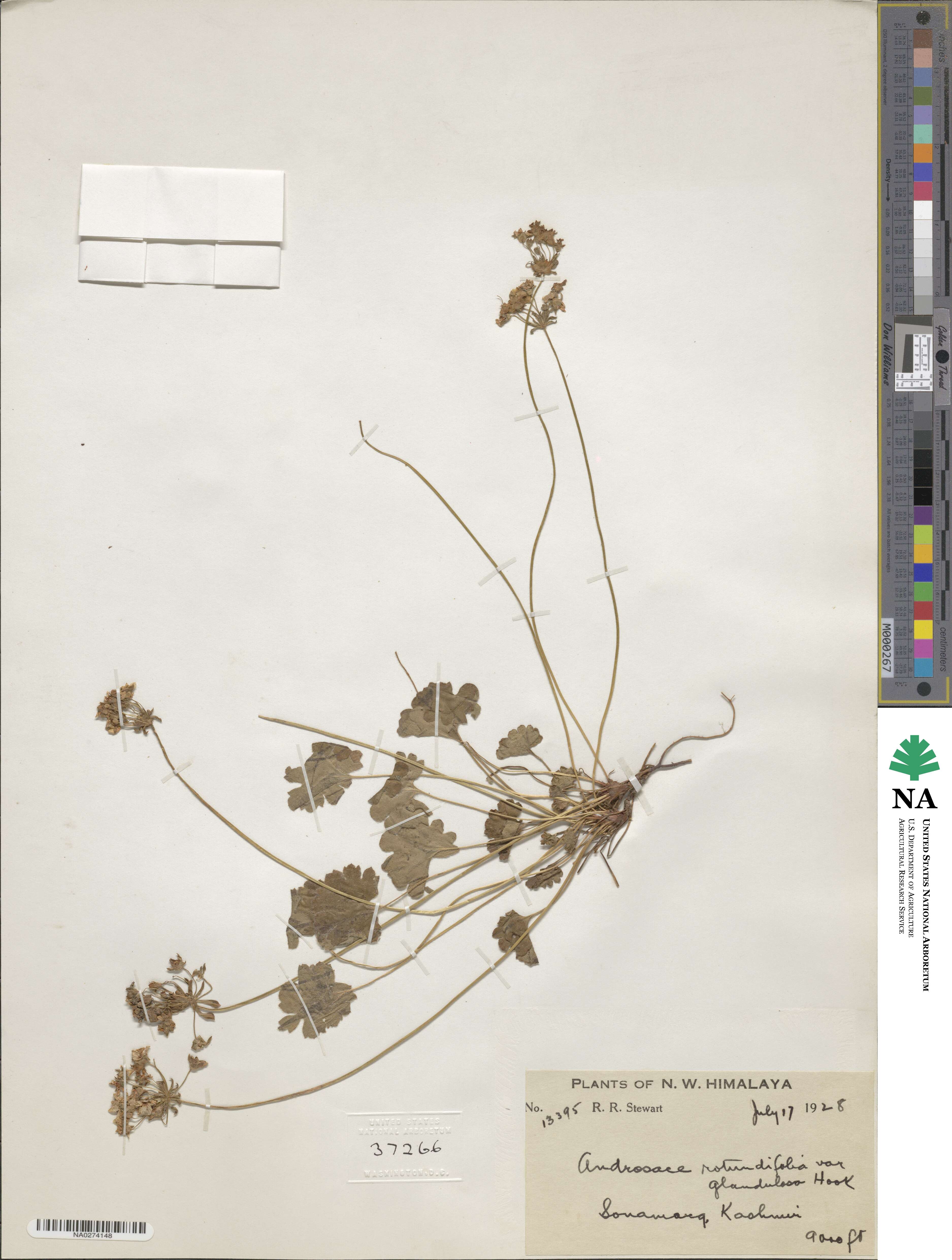 Androsace rotundifolia image