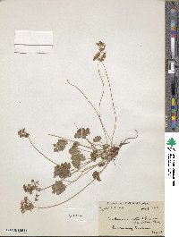 Androsace rotundifolia image