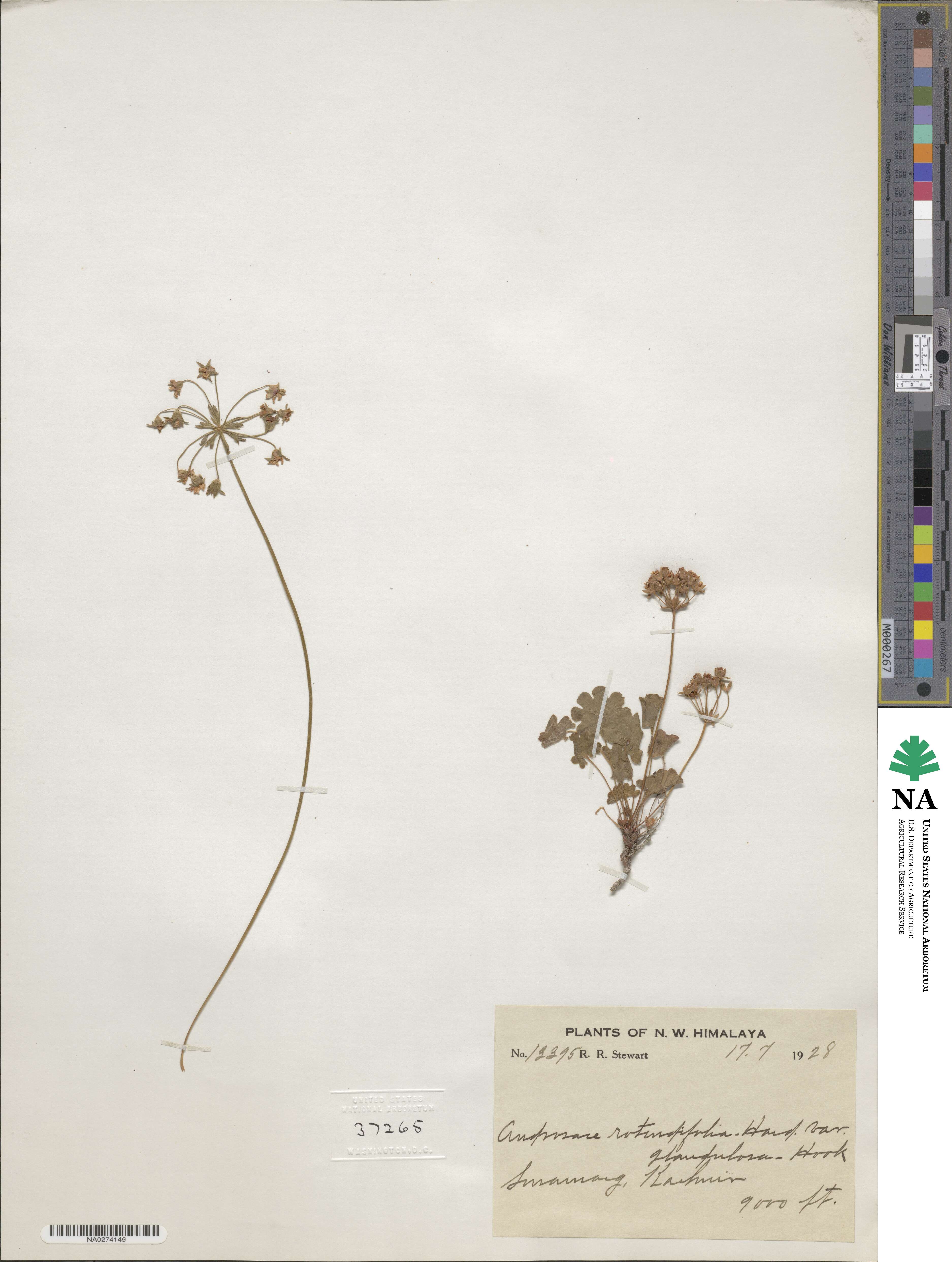 Androsace rotundifolia image