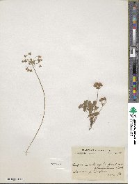 Androsace rotundifolia image