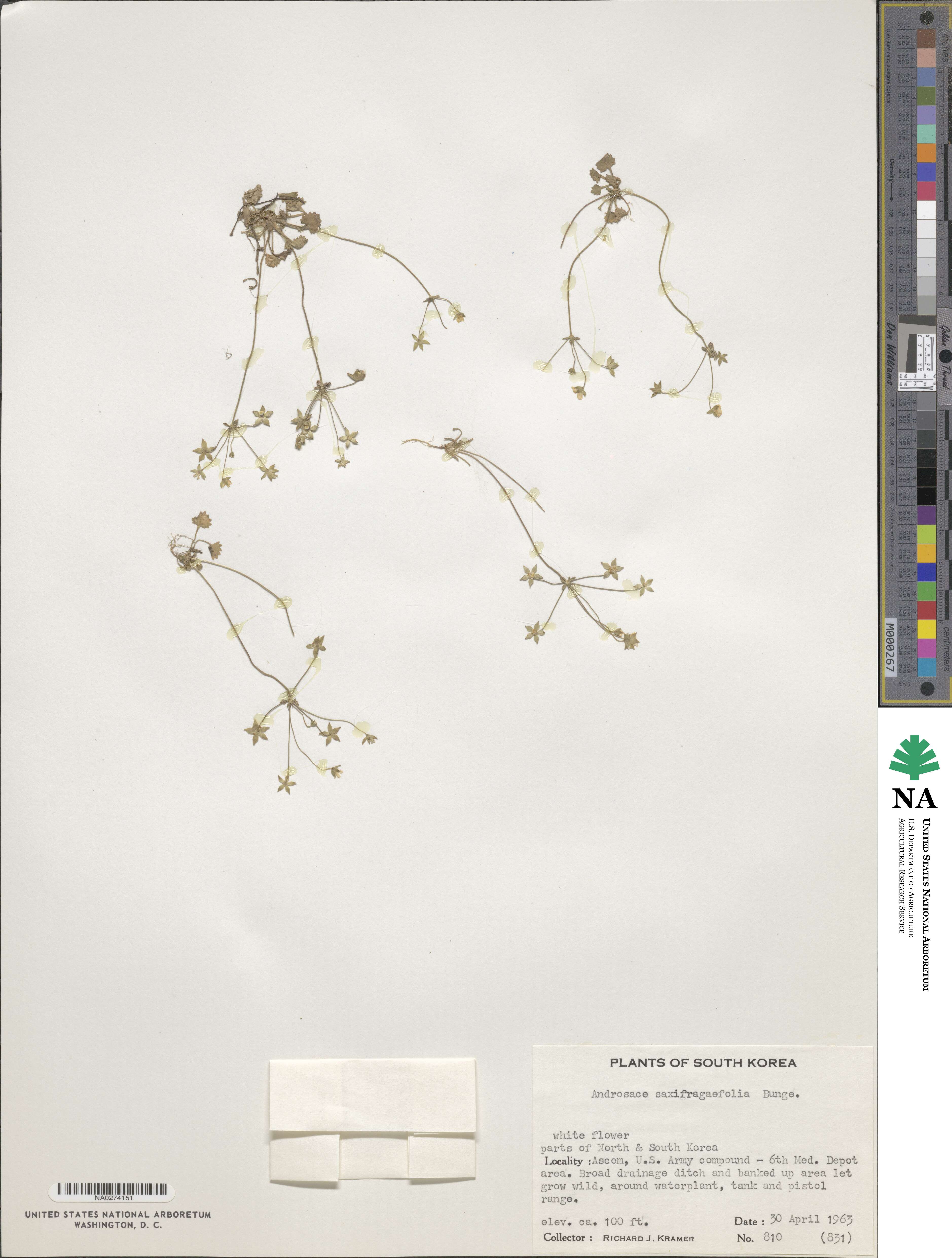Androsace umbellata image
