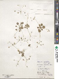 Androsace umbellata image