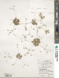 Androsace umbellata image