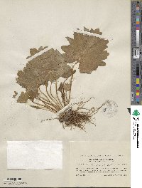 Primula matthioli subsp. matthioli image