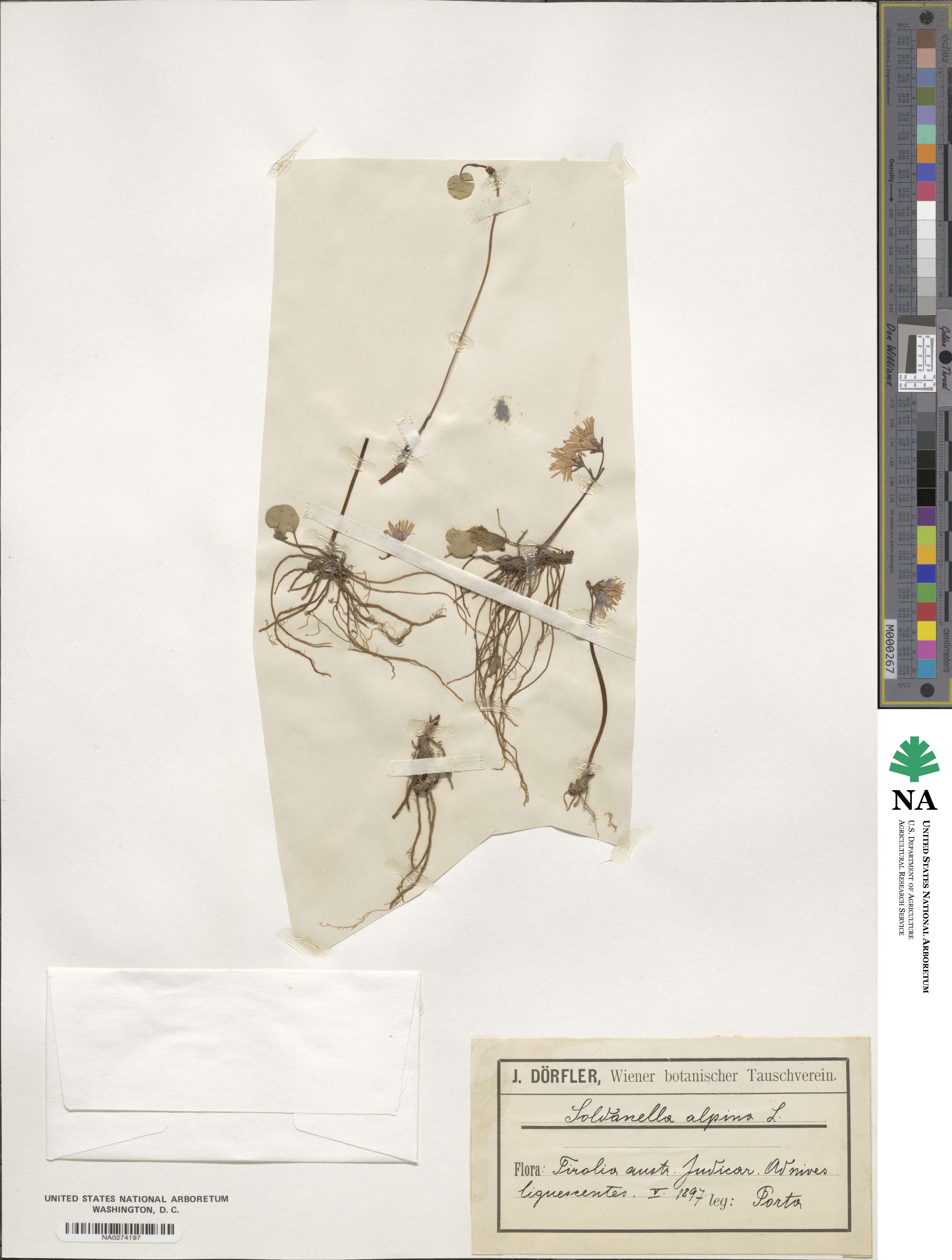 Soldanella alpina image