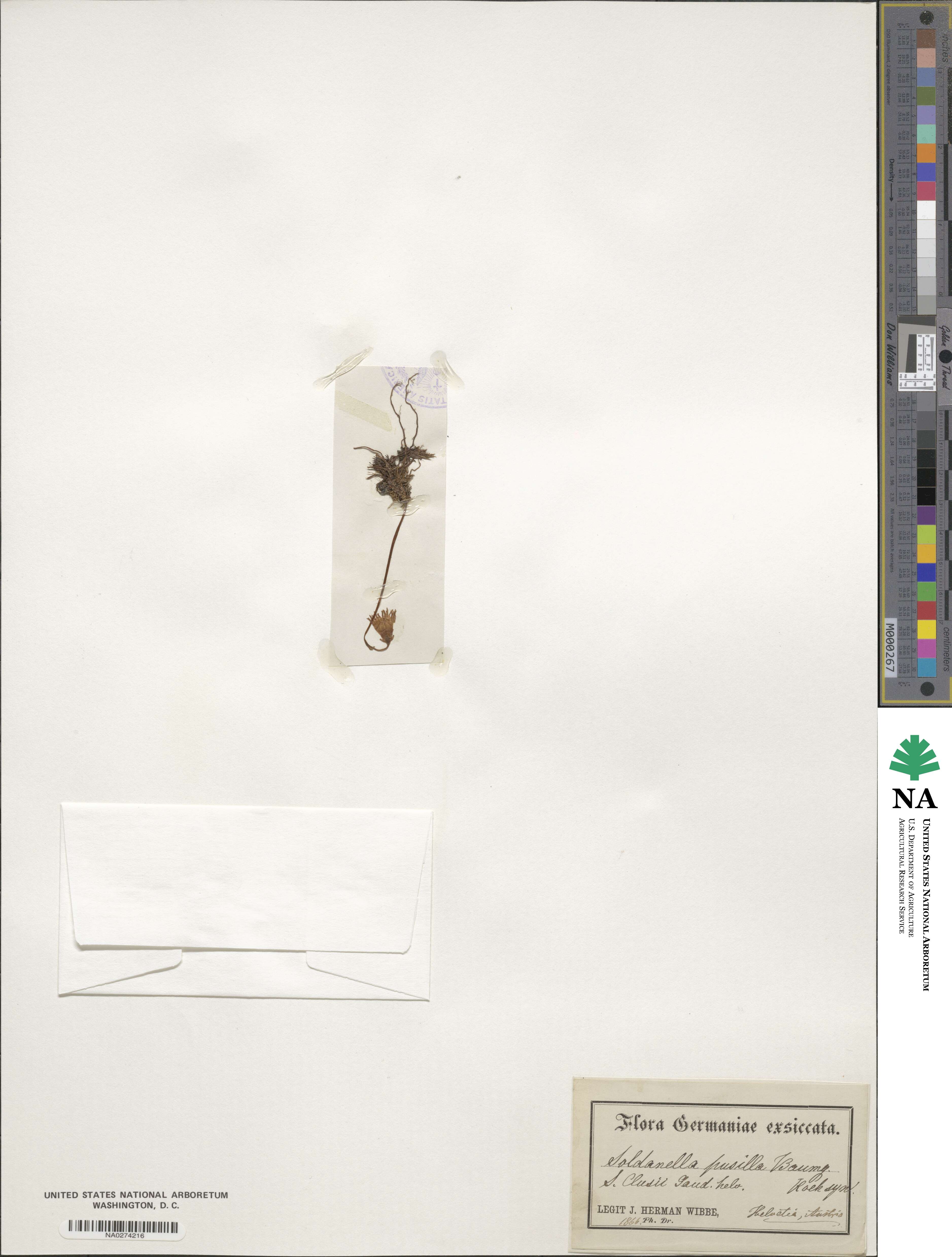 Soldanella minima image