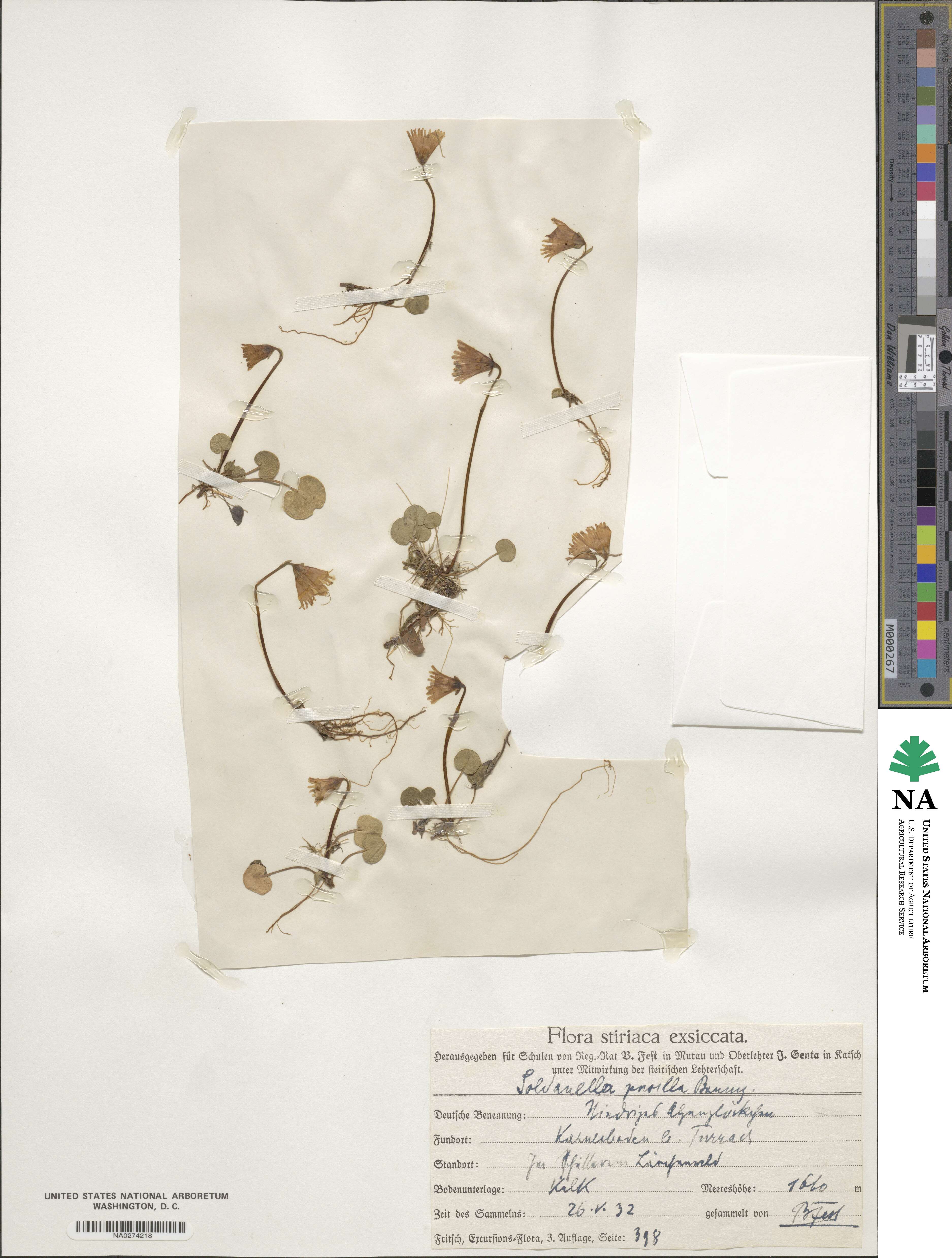 Soldanella minima subsp. minima image