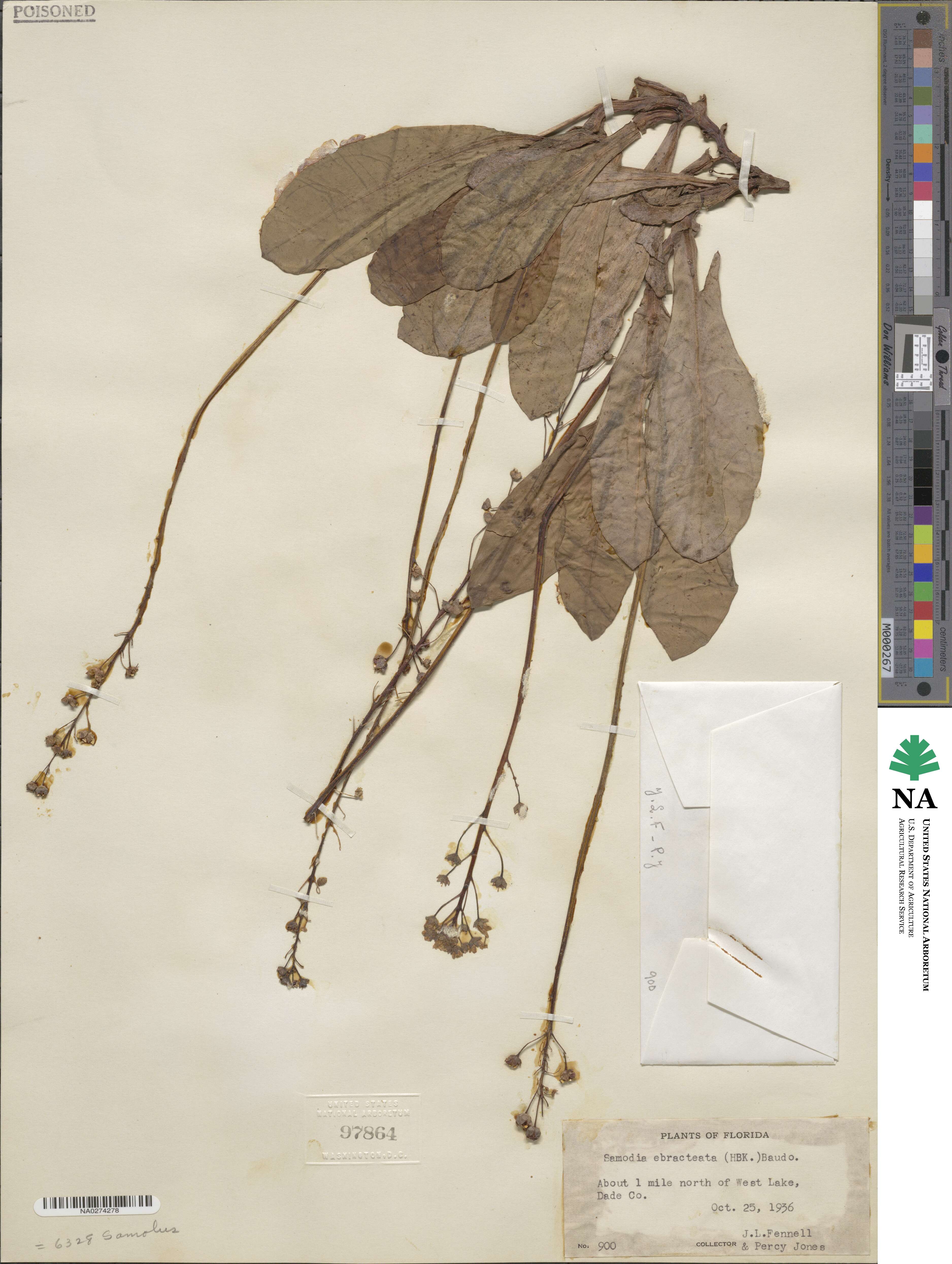 Samolus ebracteatus image