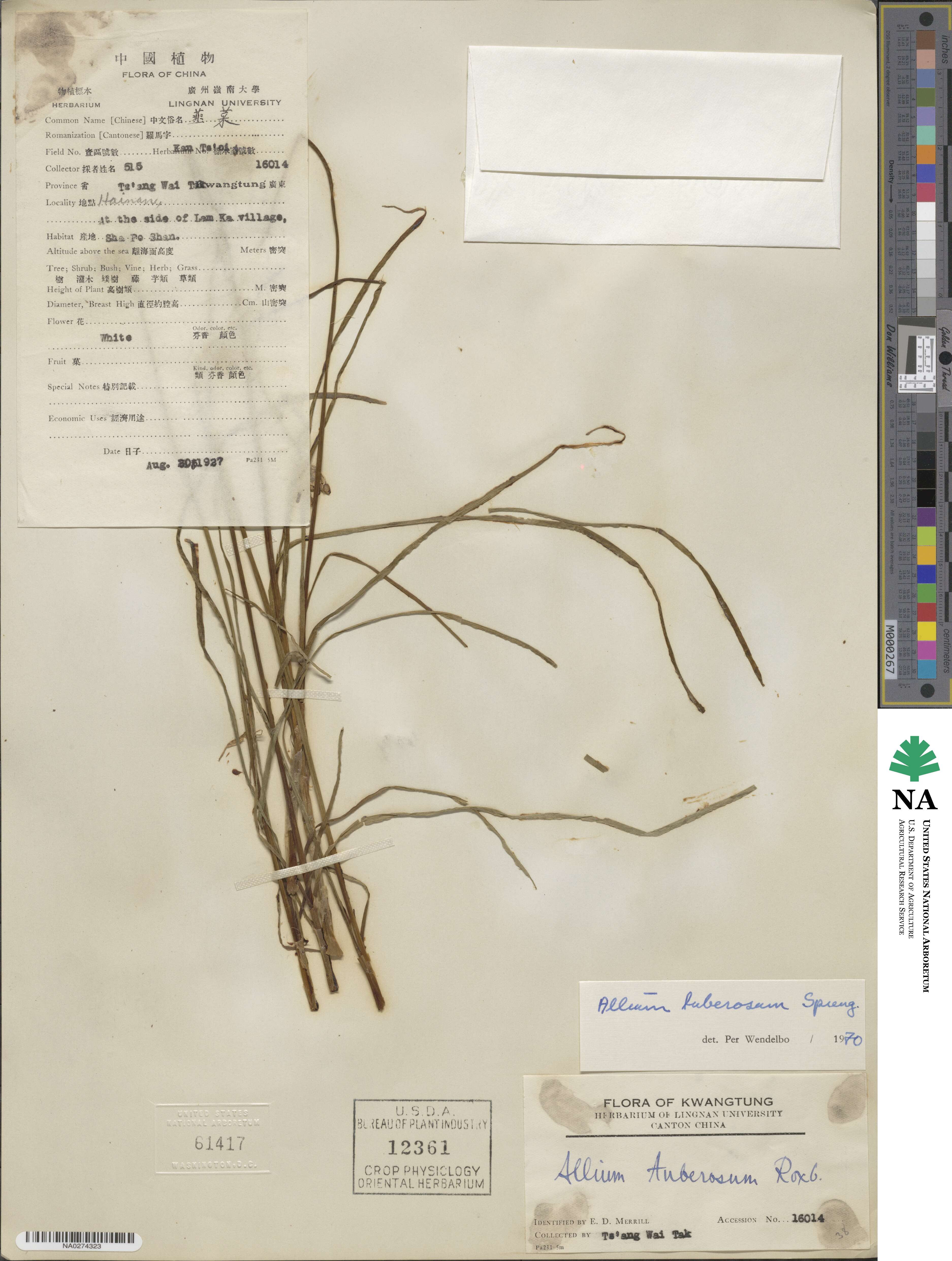 Allium tuberosum image