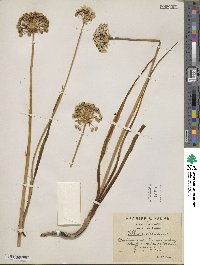 Image of Allium album