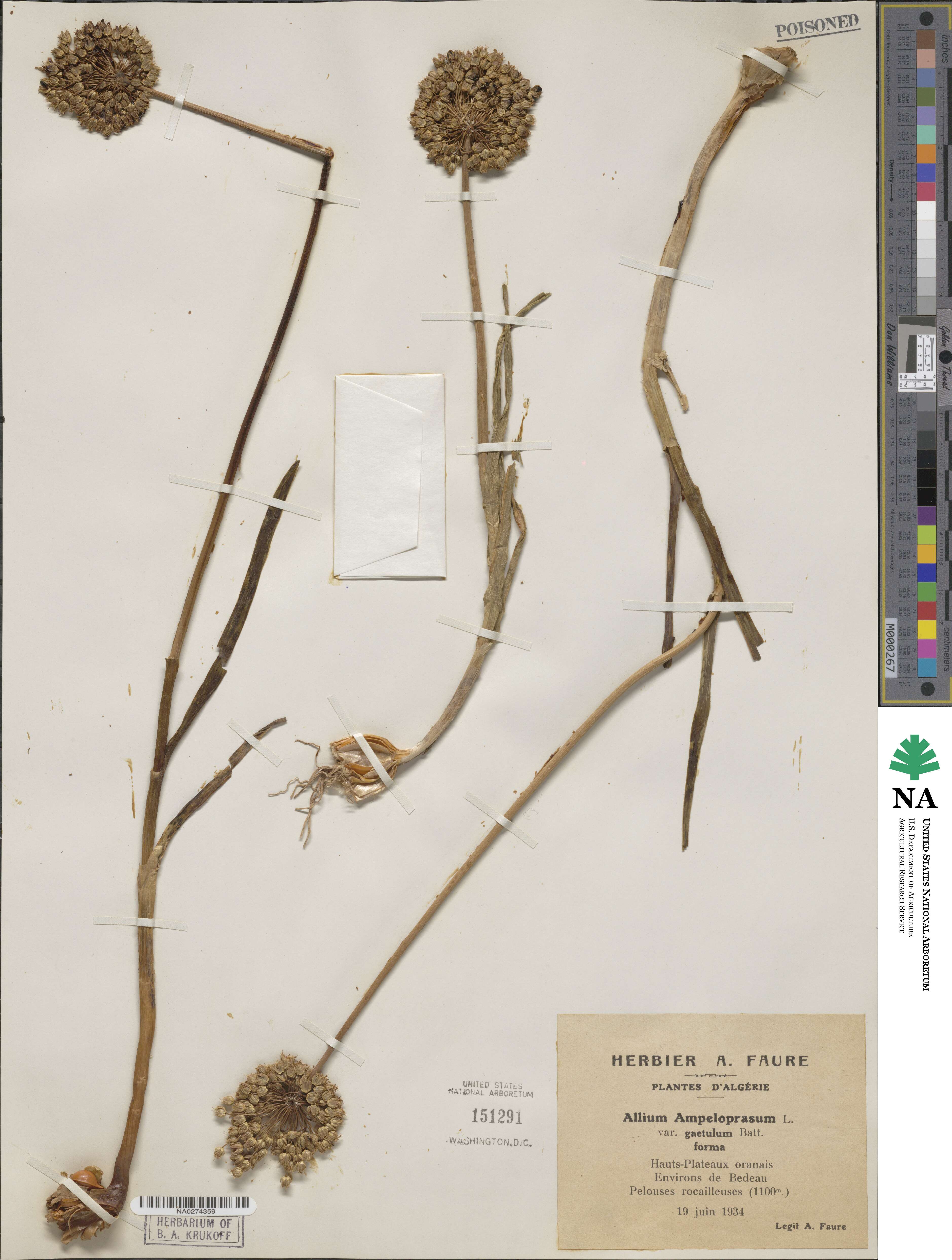 Allium multiflorum image