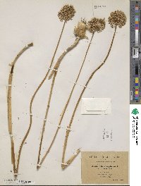 Allium sphaerocephalon image