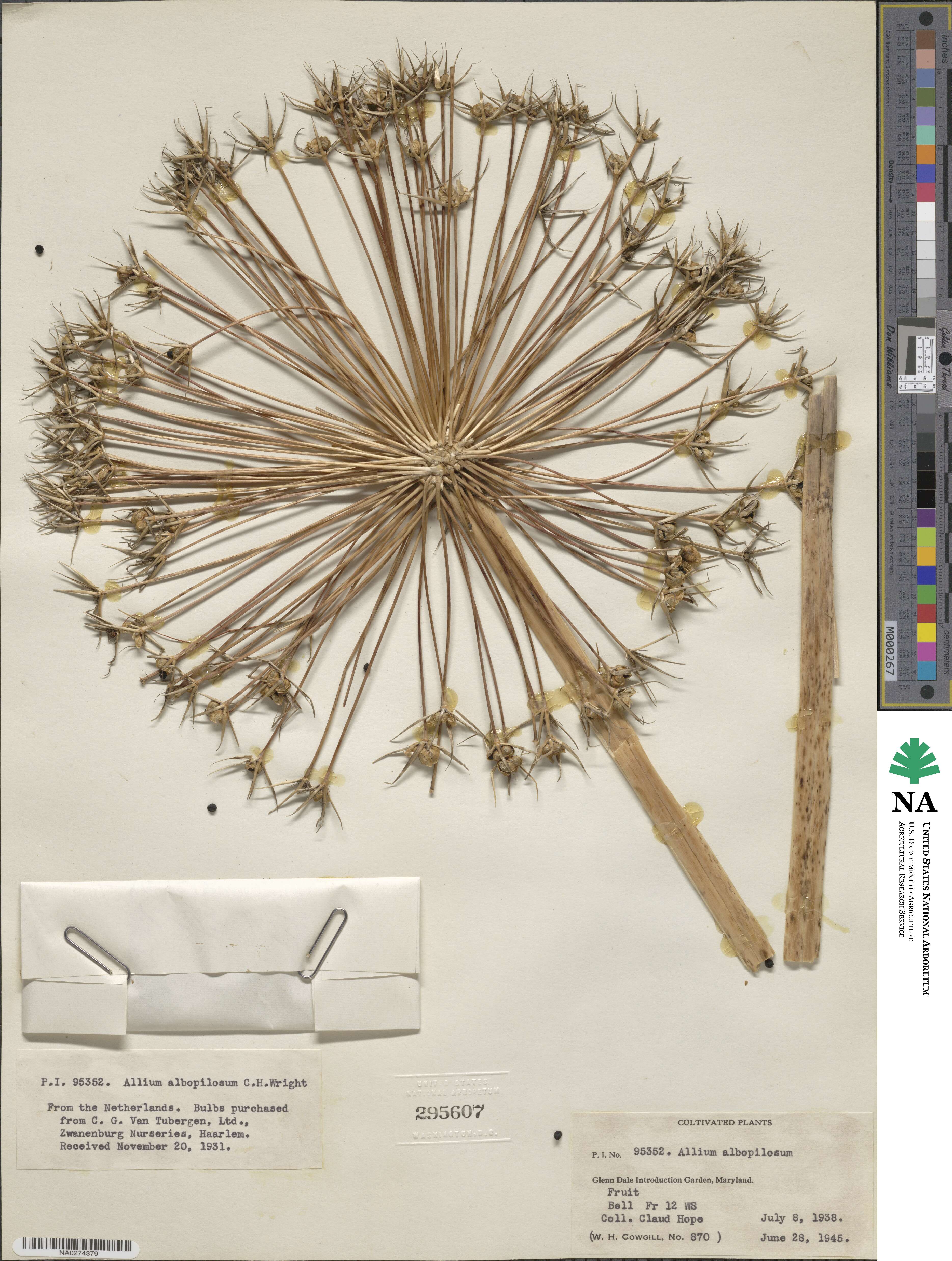 Allium cristophii subsp. cristophii image