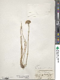 Allium angulosum image