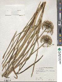 Allium angulosum image