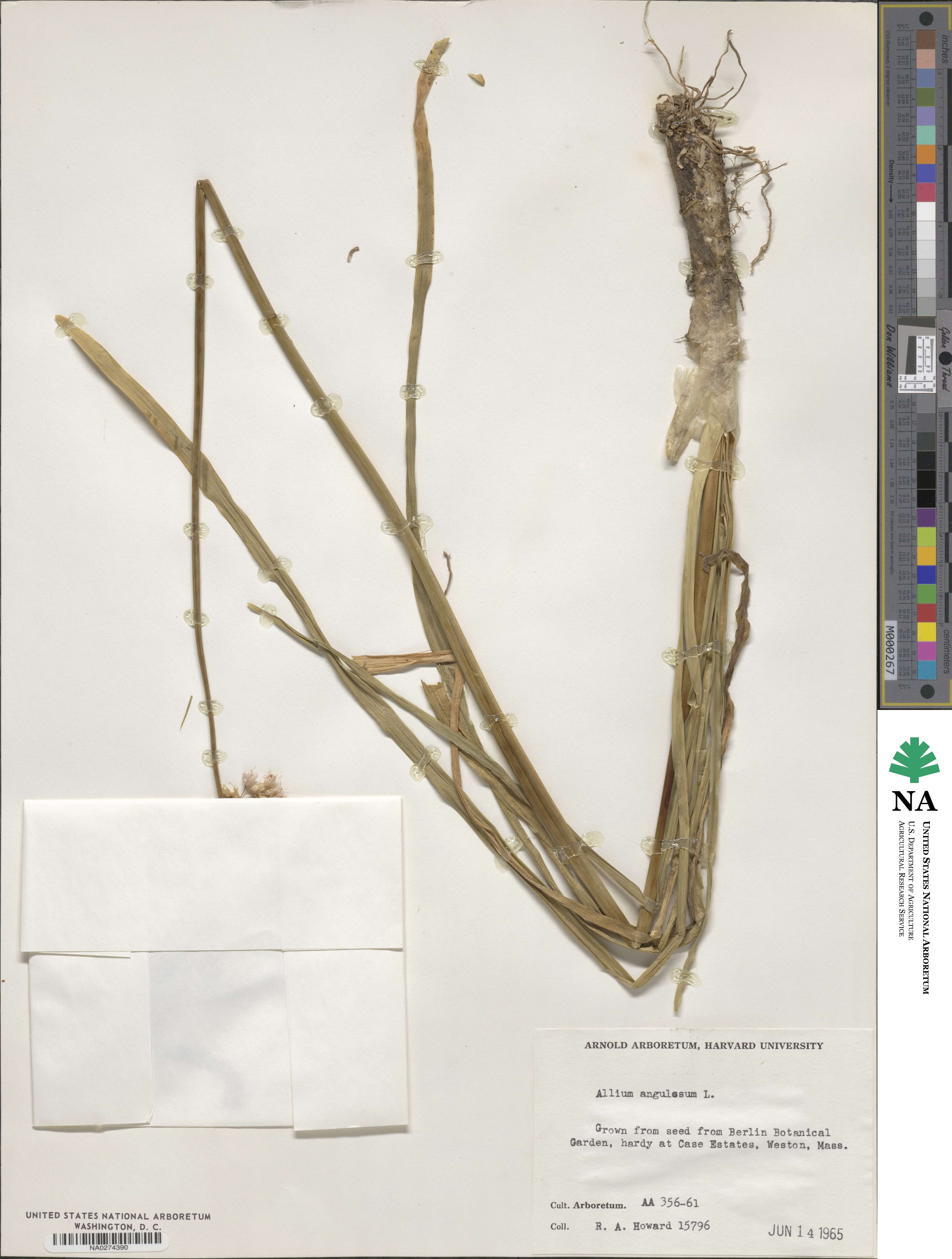 Allium angulosum image