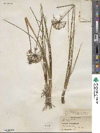 Allium angulosum image