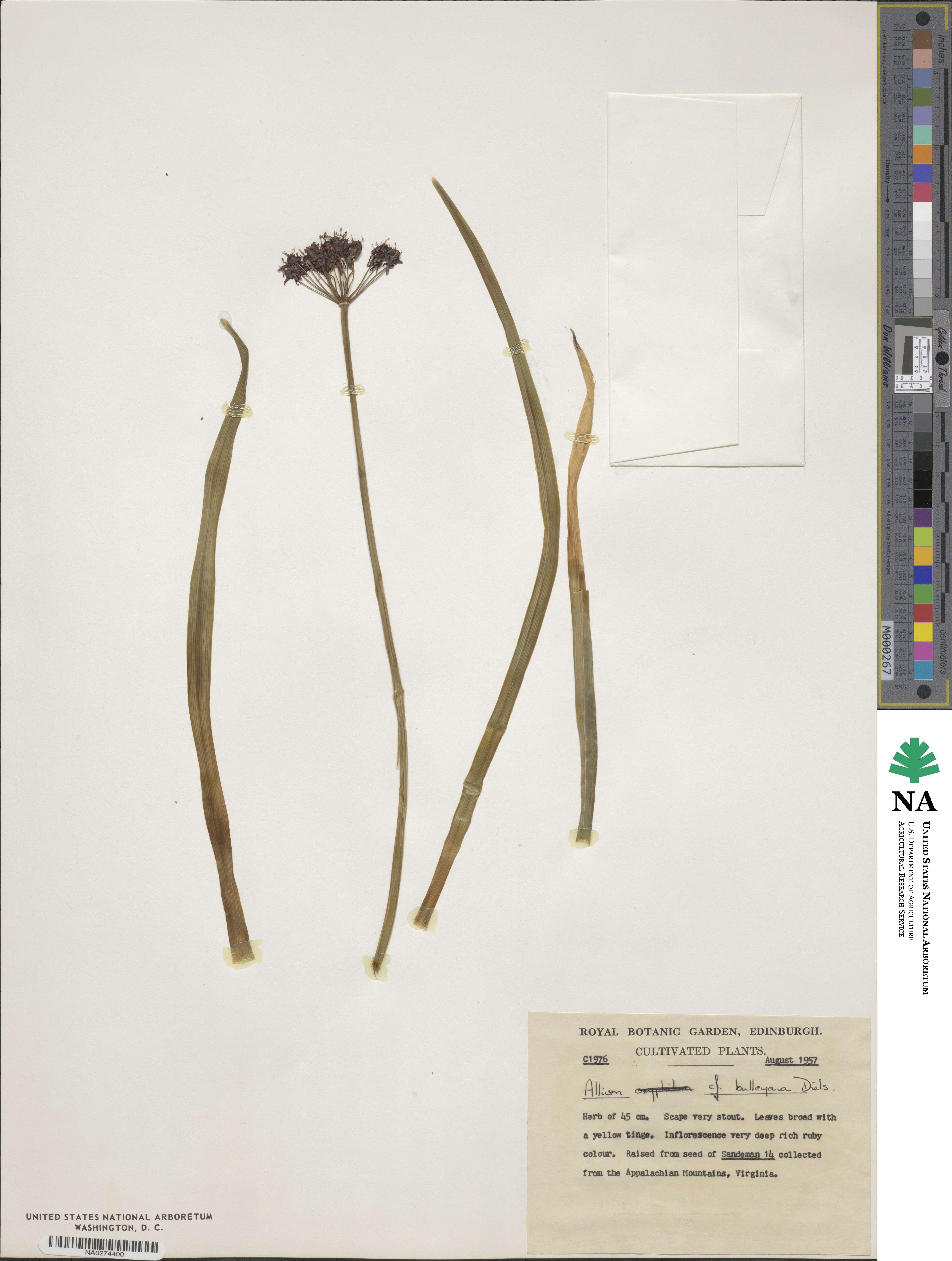 Allium wallichii image