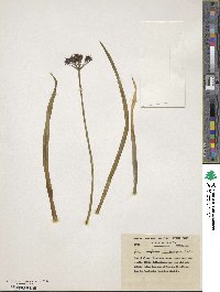 Allium wallichii image