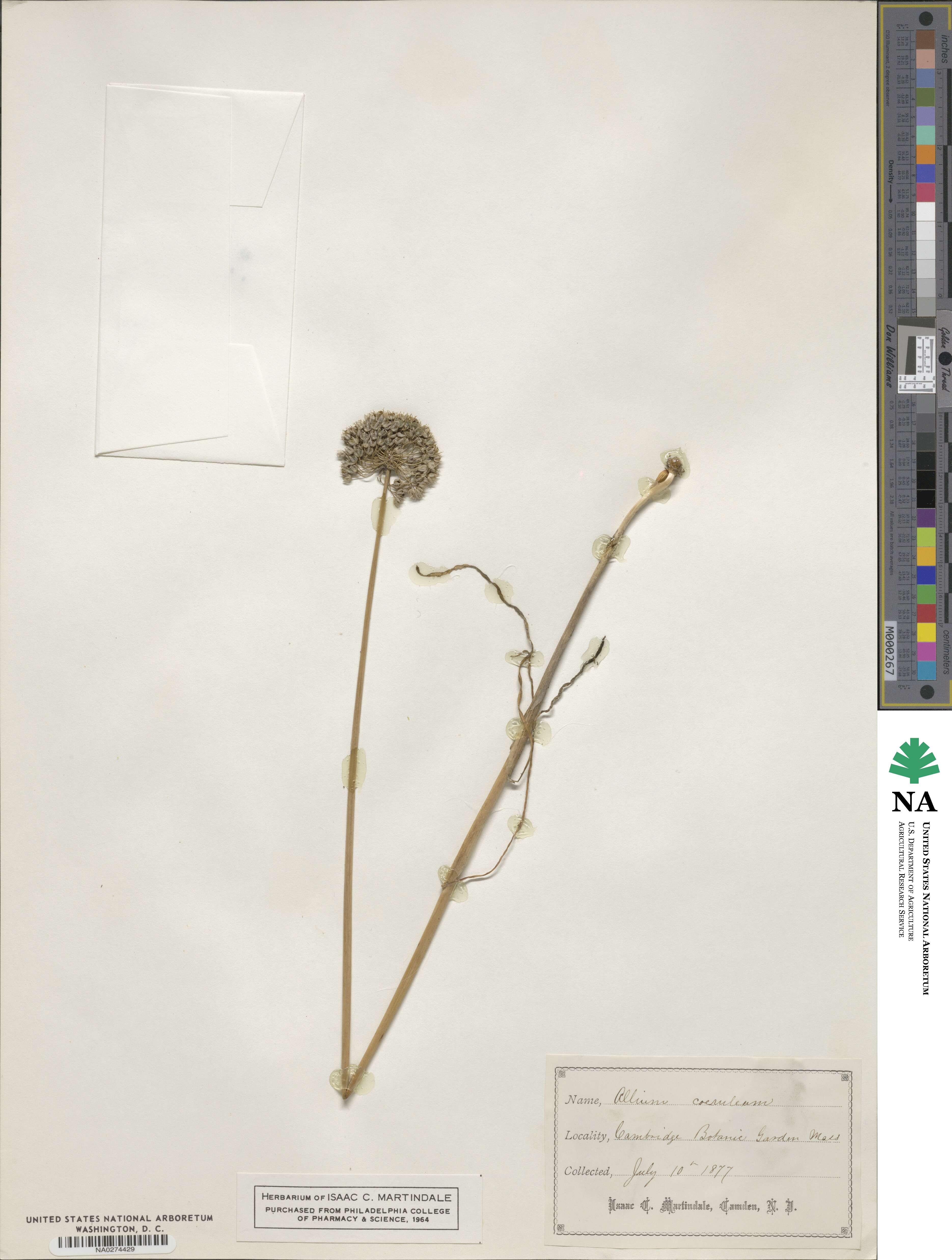 Allium coerulescens image