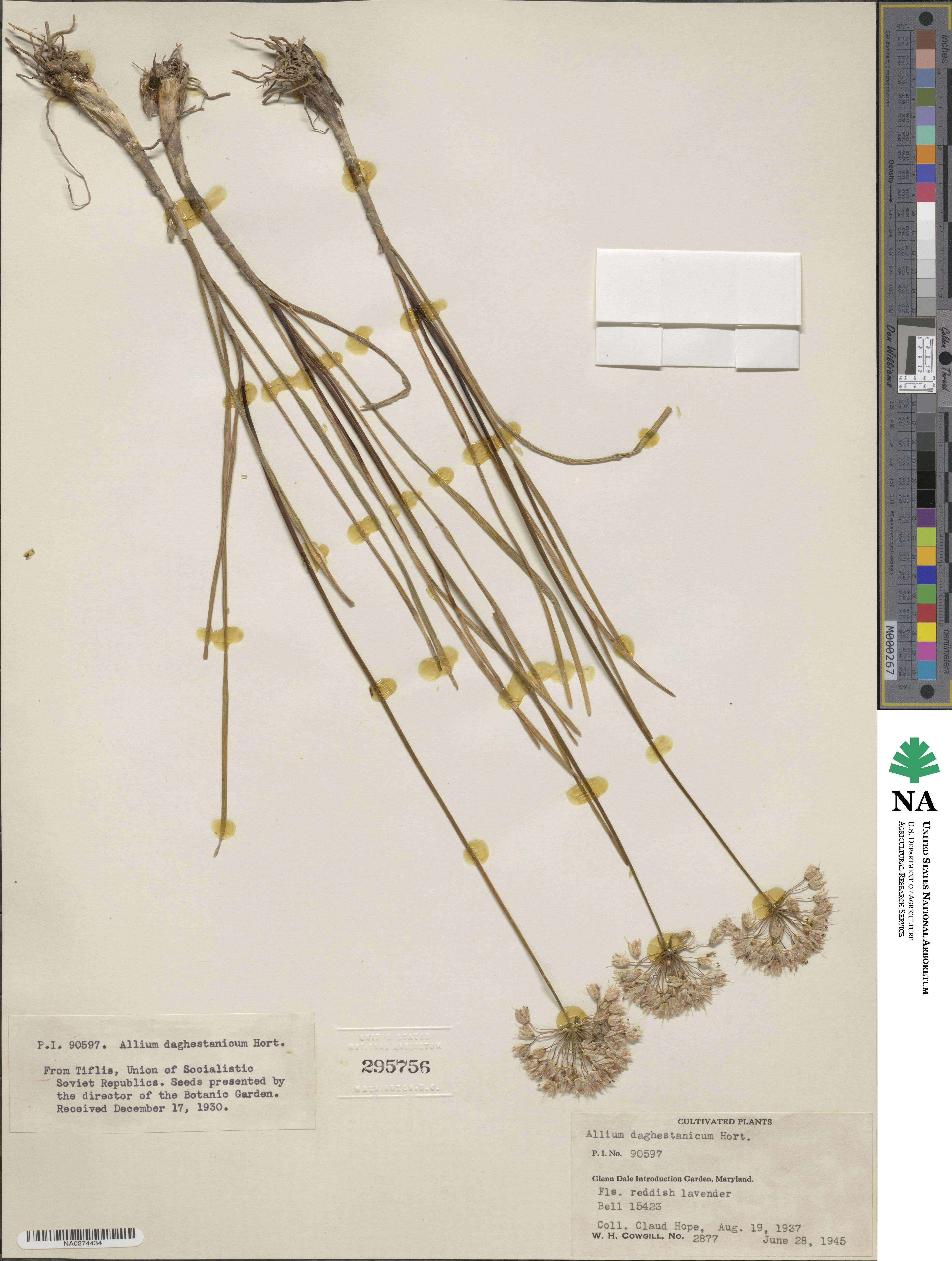 Allium daghestanicum image