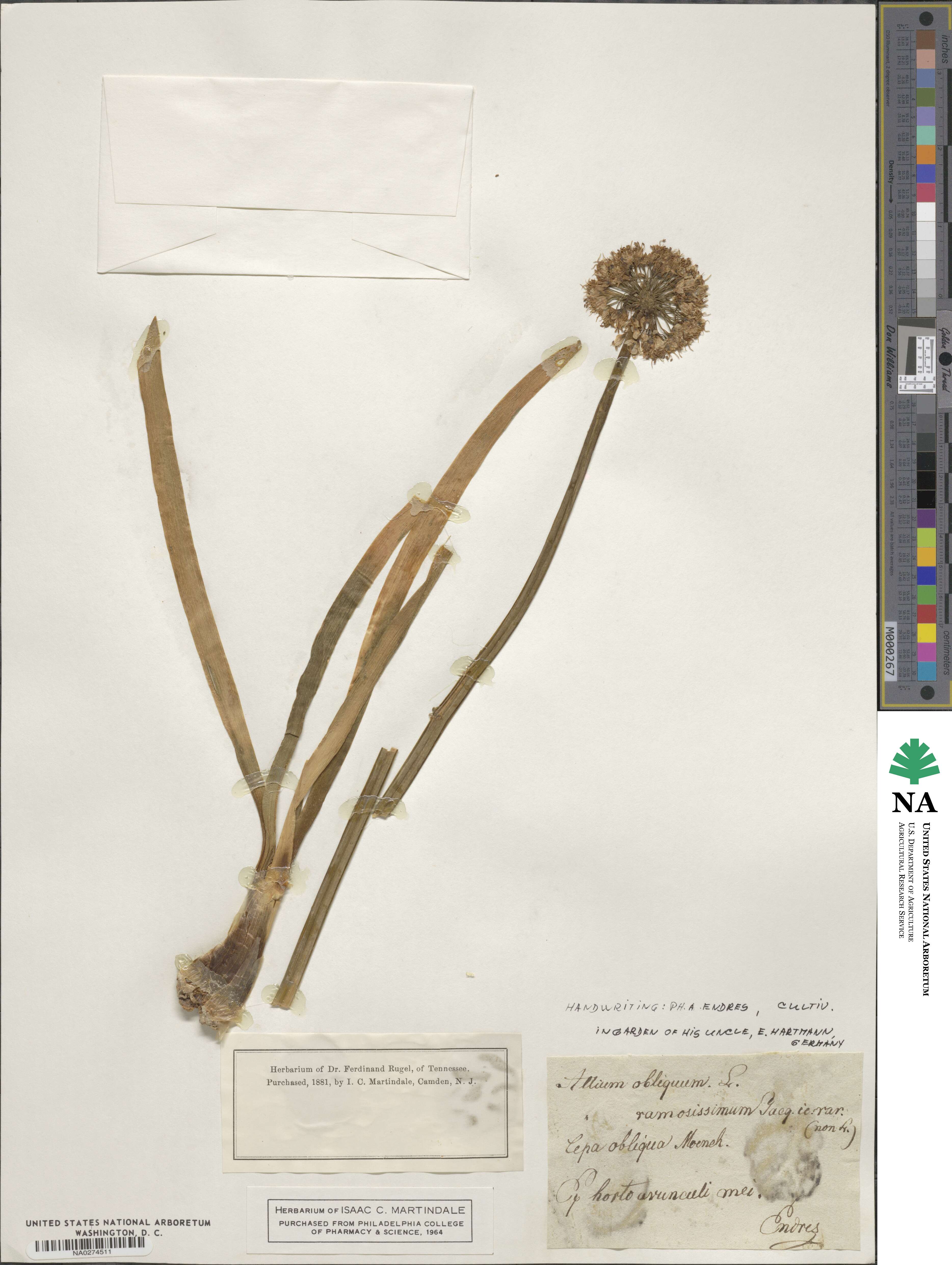 Allium obliquum image