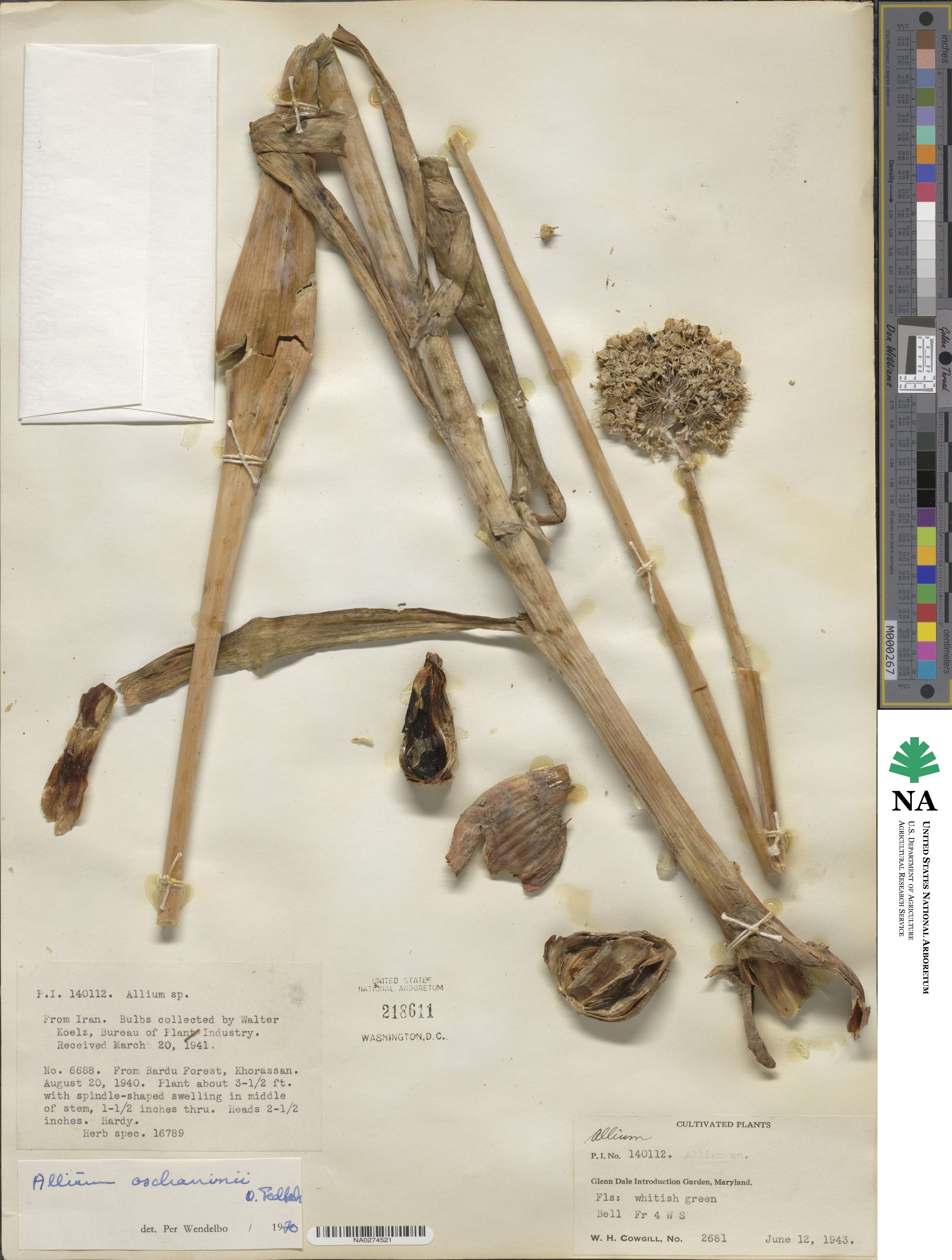 Allium oschaninii image