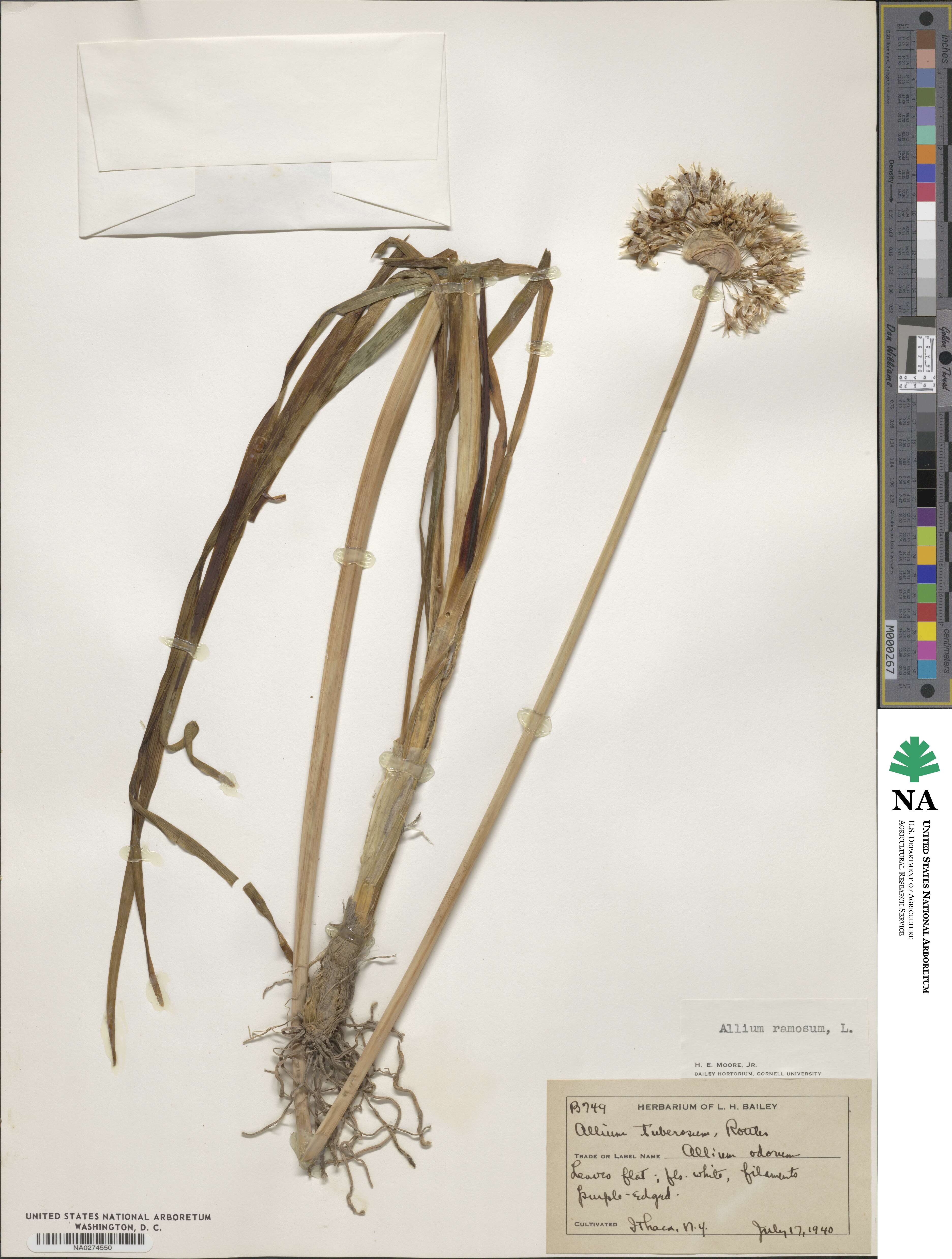 Allium ramosum image